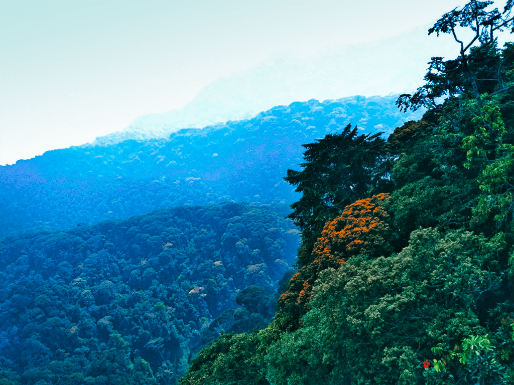 Nyungwe from the canopy walk.