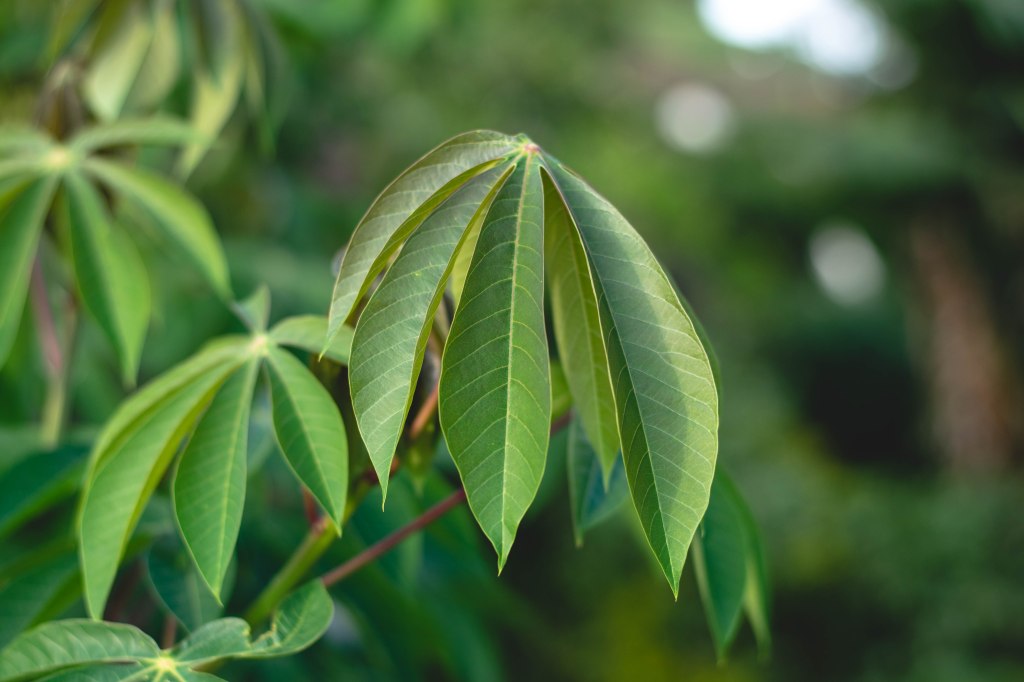 In the foreground, a six-pronged green leaf leans. Other similar leaves hang behind it on a branch, out of focus.
