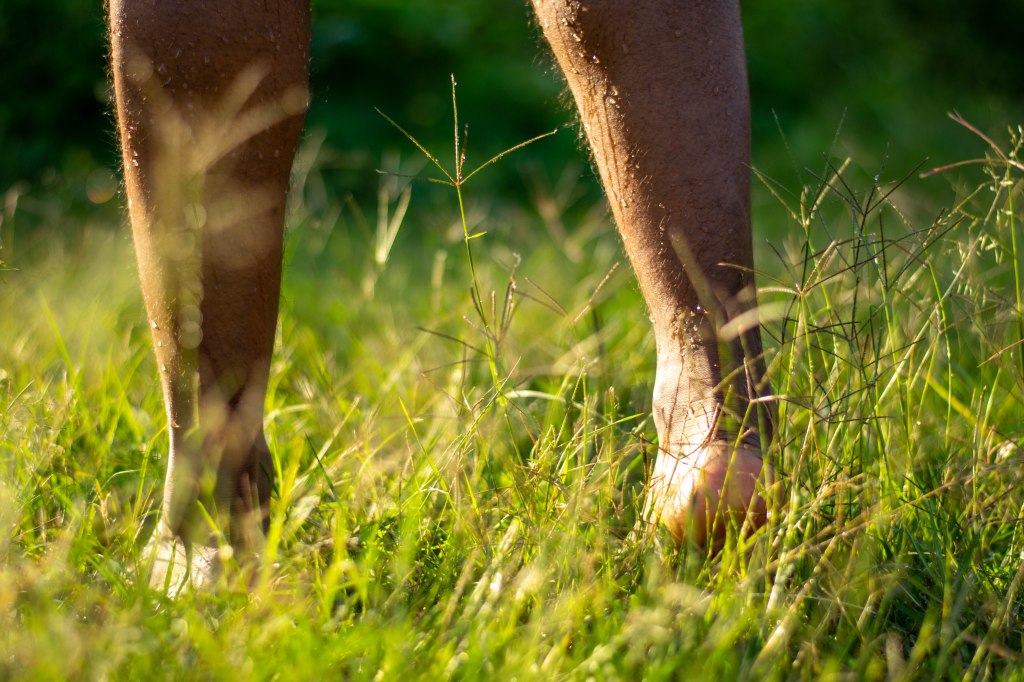 Hairy male feet on dewy grass. The right foot is raised as if in motion. Dew trickles down both calves towards his bare feet.